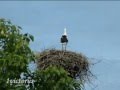 Аисты - Storks 