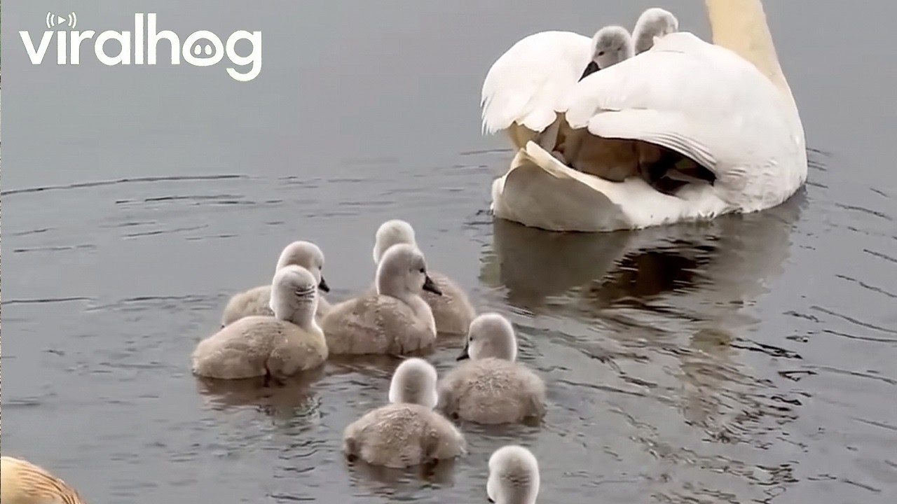 Swan Cygnets Hitch a Ride on Mom || ViralHog