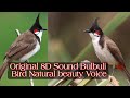 Indian বুলবুলি পাখির ডাক Red Velvet Bulbuli Bird Sound