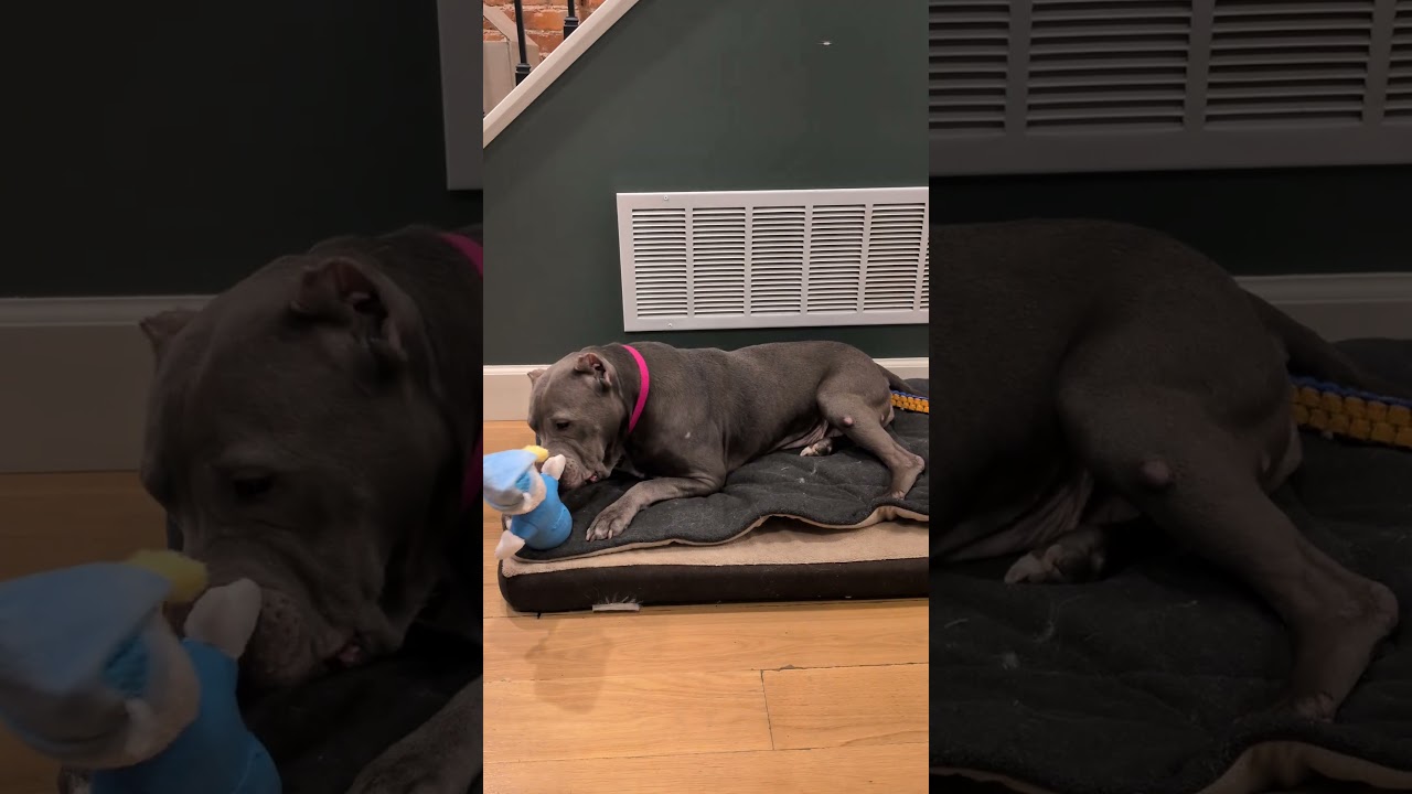 Enlarge GOUDA, a ADOPTABLE mixed breed in Philadelphia, PA video 6/6