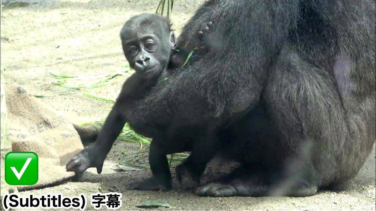 Santaro finally starts playing on the ground! Great Adventure ♪｜Momotaro family, gorilla