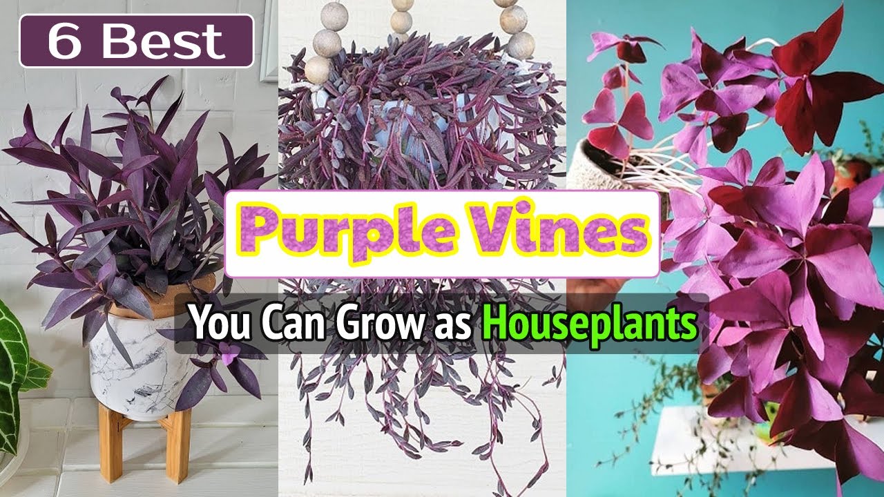 6 Best Purple Vines You Can Grow as Houseplants