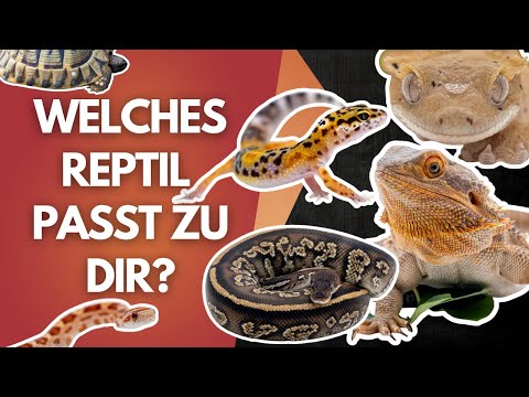So findest du dein perfektes Reptil – Stefan klärt auf!🦎