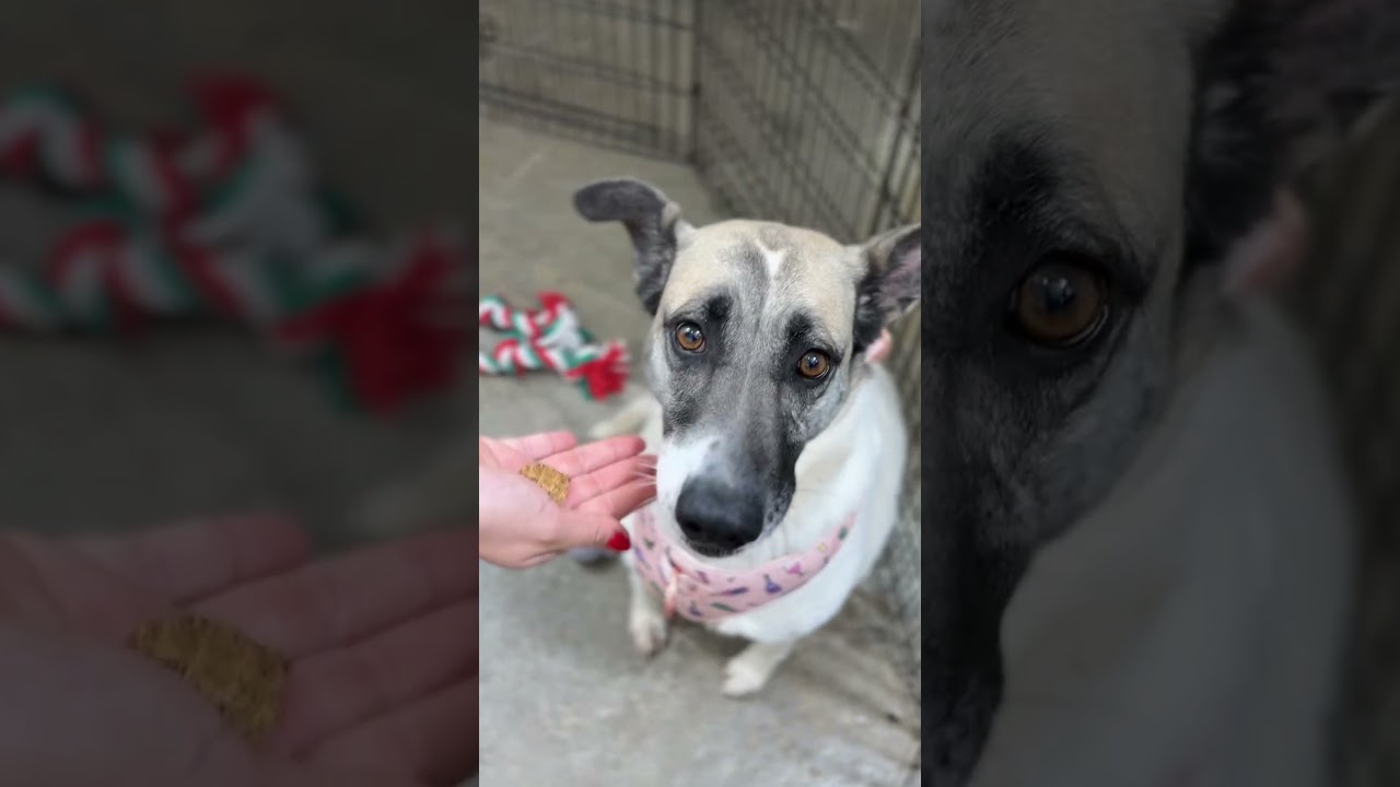 Enlarge Misty-One of our Amazing Rescue Dogs, a Adopted mixed breed in Glendale, AZ video 2/2