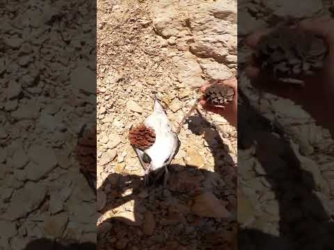 We had a funeral for a bird.