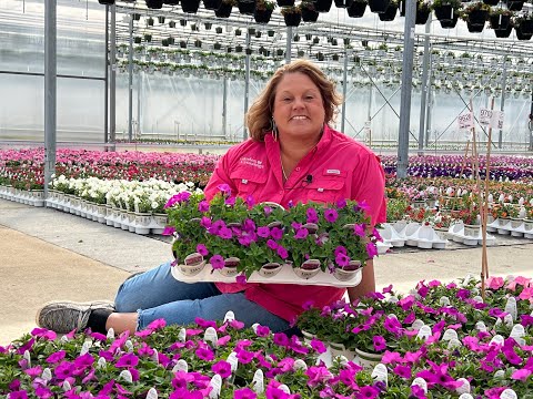 What are the Differences in the Supertunia Vista Flowers