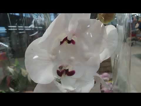 ‼️Чудеса...Дикий Персик🍑🌻🌻в Евроспаре😲пр.Героев(20.04.2022)