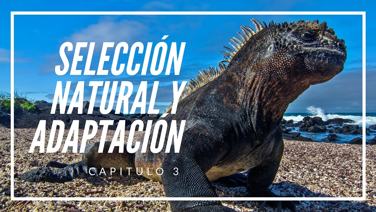 Selección Natural y Adaptación# Filosofía de los Orígenes #3