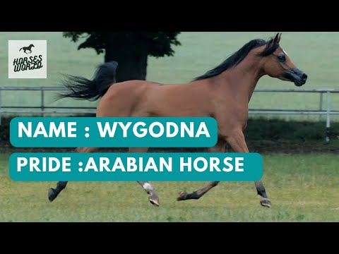 Arabian Horse WYGODNA the granddaughter of the astonishing Wkra