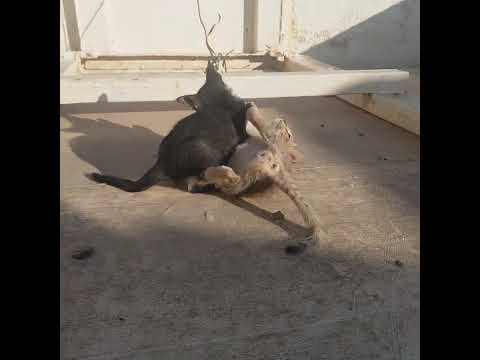 Kitten Fight !!