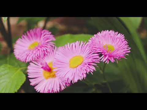 Cheap Vintage v expensive modern lenses