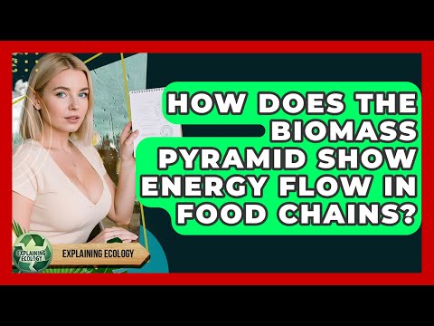 How Does The Biomass Pyramid Show Energy Flow In Food Chains? - Explaining Ecology