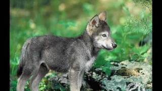 Video vlci 5 [Ill Fletch - This feeling]