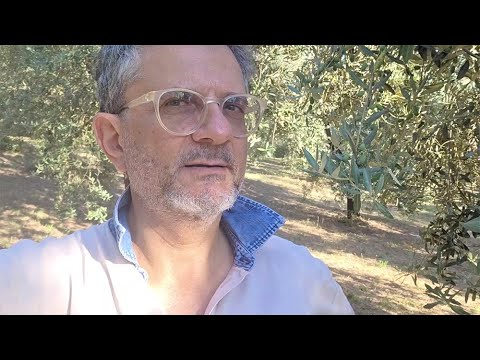 OLIVE TREE: THE PITFALLS OF THE POLYCONIC