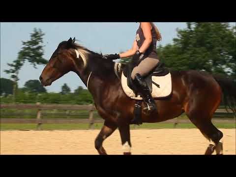 MUSTANG MAKEOVER 2018 Team Maja (TAG 3891) - Update 5