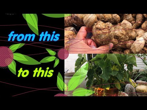 Growing Grocery Bought Taro Bulbs - Colocasia Esculenta