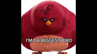 Cover art for IM DA BIGGEST BIRD!