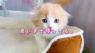 15秒広告用