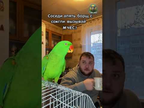 🔥 Попугай вызывает МЧС из-за борща!