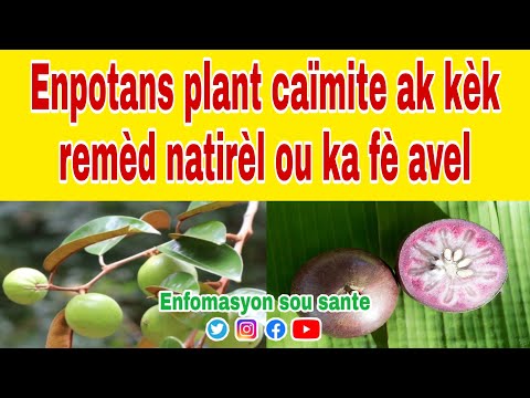 Enpotans plant caïmite ak kèk remèd natirèl ou ka fè avel