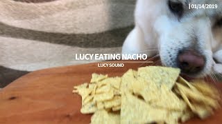Dog Eating Nacho [Sound Dogs Love]