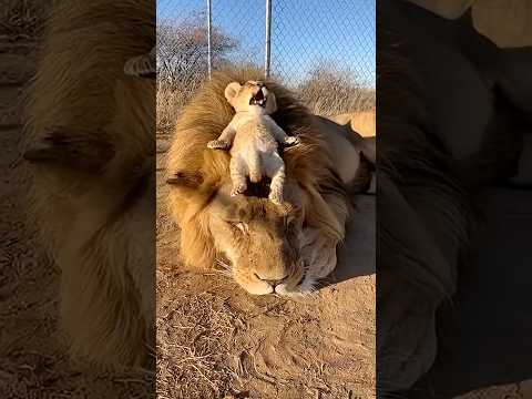 Dad Lion Gets Peed On by His Cub - Mom Cannot Stop Laughing 🤣🐾🦁