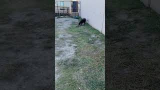 Video preview image #1 Labrador Retriever-Unknown Mix Puppy For Sale in Rowlett, TX, USA