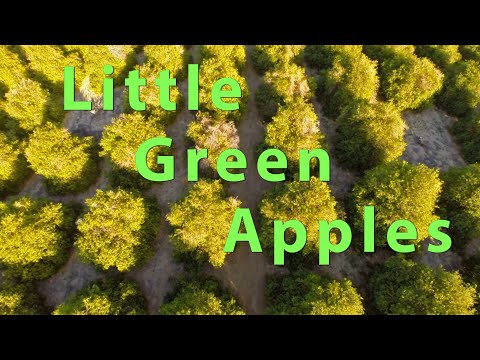 Little Green Apples | O.C. Smith, Roger Miller, Patti Page | COVER CM Jazz Vocal