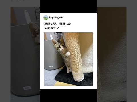 【かわいい】保護した猫が人間すぎるｗｗｗ