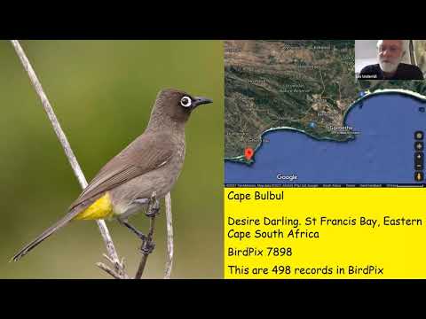 ABC "April Bulbul Challenge" - BDI Citizen Scientist Hour #27 -  Les Underhill