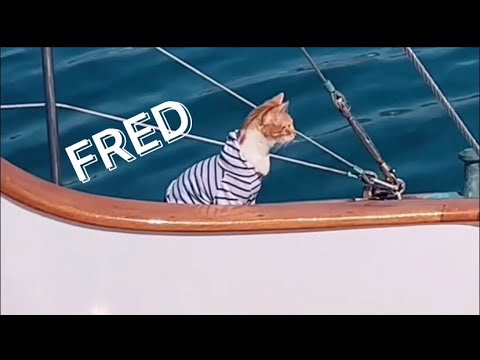 CAPTAIN FRED Ep. 1 - Mission to Save the Harbor Kitten