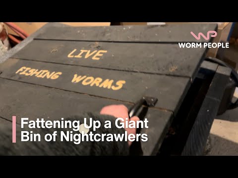 European Nightcrawlers for Fishing