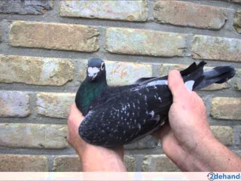 DJ Roy & Jo Hoogendoorn - De Witpen 2015 ( carnaval 2015 )