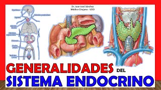 🥇 ENDOCRINE SYSTEM in 12 Minutes!!. Easy and simple!