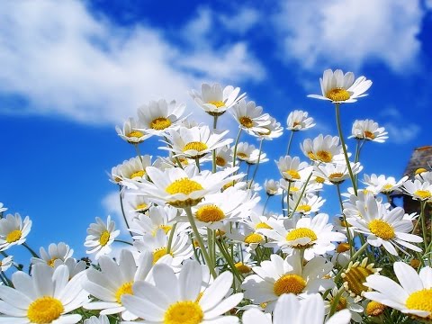 Saudade E Flores - Os Originais do Samba