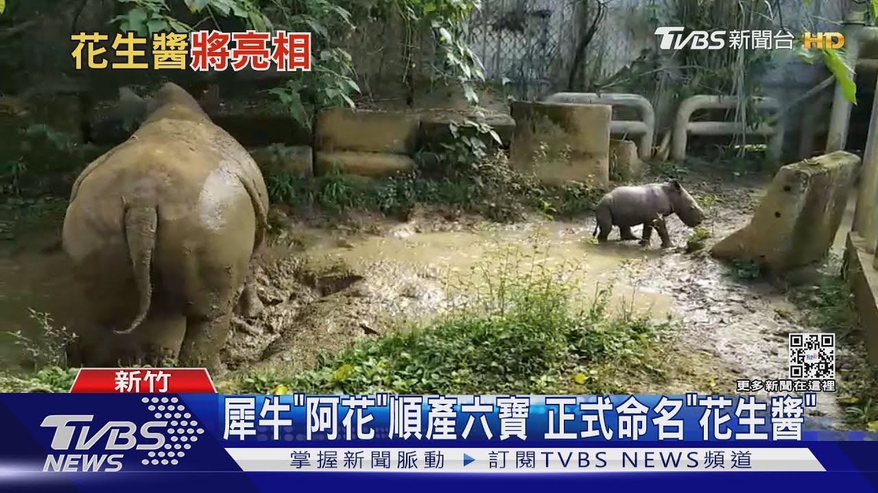 犀牛寶寶「降肉」 出生19天體重飆70公斤