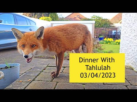 Dinner With Wild Fox 03/04/2023 ASMR