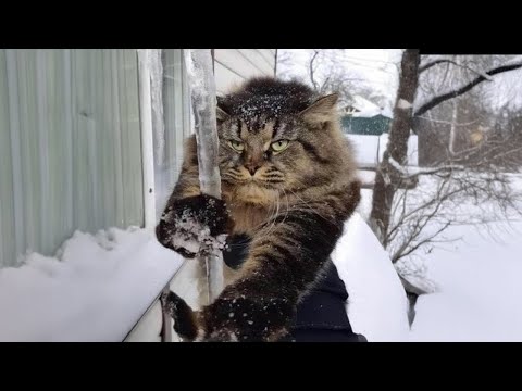 Funny Cats Facing Their First Winter 🤣 The Funniest CATS Video 2026