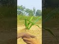 Plant ️ Growing Scene Pindaaly Farming Haveitoldyoulatelythatiloveyou