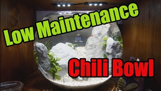 Fish Bowl Aquascape for Chili Rasboras (Shrimp VANISHED!) | "Valley of The Kings"
