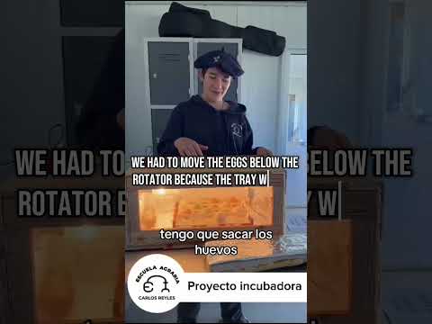 INCUBADORA ARTESANAL A PEQUEÑA ESCALA, ES POSIBLE?