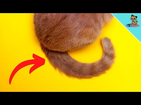 7 Tail Positions ALL Cat Owners Should Know