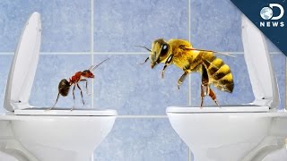 How Do Insects Poop?