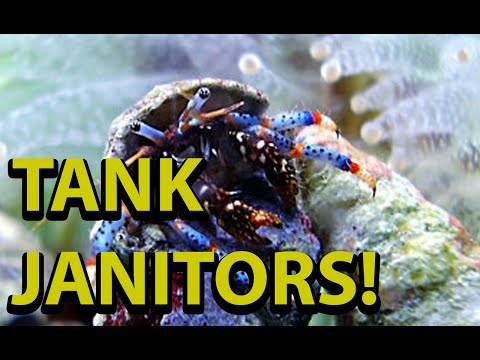 Reef Tank Clean Up Crew \\ All New Janitors !