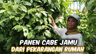 Download lagu Panen Cabe Jamu Di Pekarangan Rumah Dengan 100 Tajar mp3