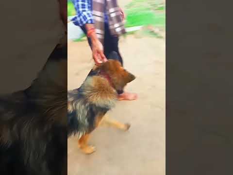 #India hashtag# like hashtag #shortvideo #viral #short #doglover #funnyvideo #youtubeshorts