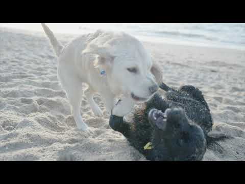 Waffles and Sika : Beach Edition