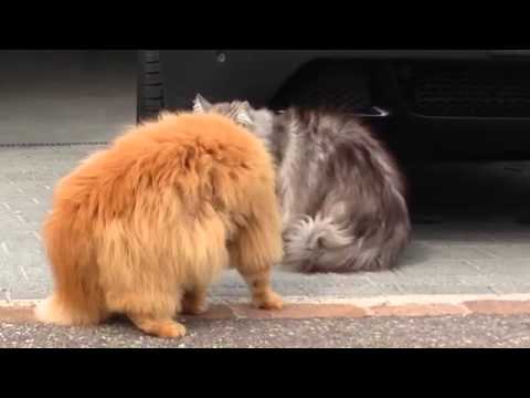 Garfield saving his friend