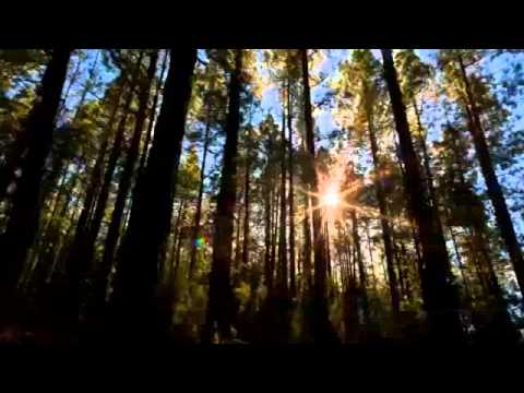 Nemos feat. Artanu - Fericirea