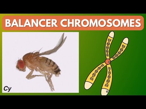 What are Balancer Chromosomes? | Drosophila | Fruit fly | Genetics